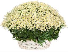 Цветочная композиция из Ромашки в корзине #REPLACE_PRED# Бугульму